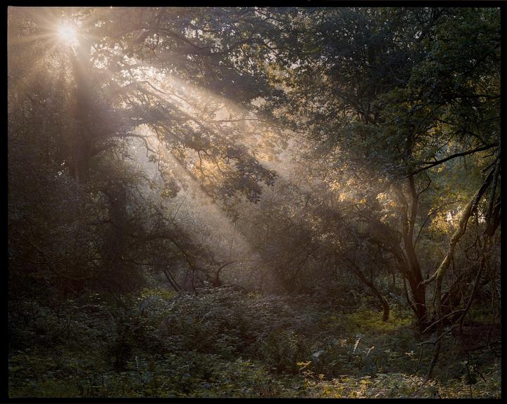 Light II, Pentax 6x7, 105, Kodak gold 200