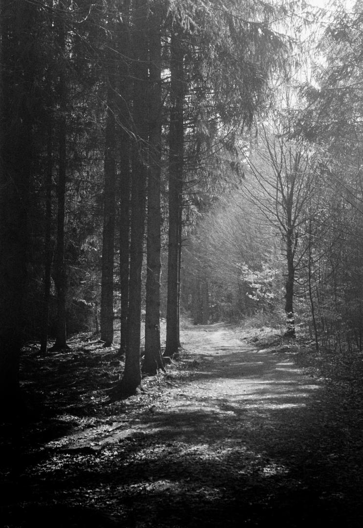 The Afternoon, Fomapan 400, shot with foma 400 action