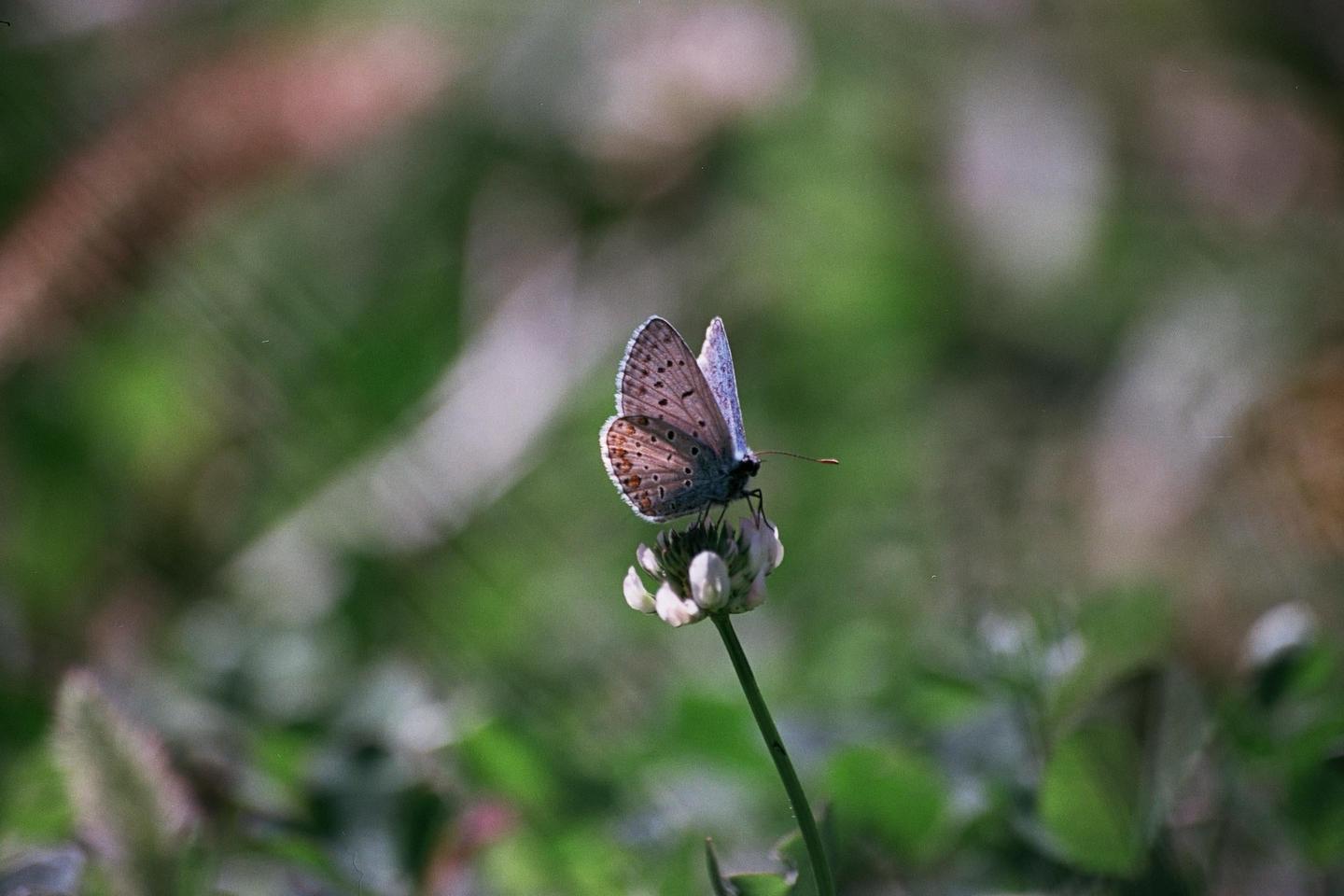 image 36273 by AnalogDistractions