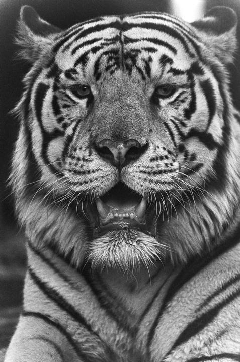 A tiger with its mouth open is looking directly at the viewer.