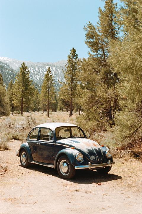 This bug was asking to get photographed | Canon f-1 50mm | Pro image 100