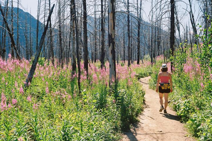 Regrowth after a forest fire. Canonet QL19; Fujifilm 400.