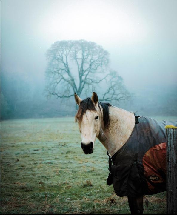 Portrait of a Horse - Portra 400 - Mamiya RB67 90mm f3.8
