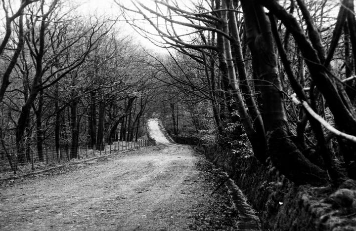 A winding dirt road leads through a forest of bare trees in winter.