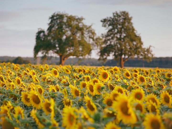 Hello, Sunshine [Bronica ETRSi | Zenzanon 150/3.5 MC | Kodak Ektar]