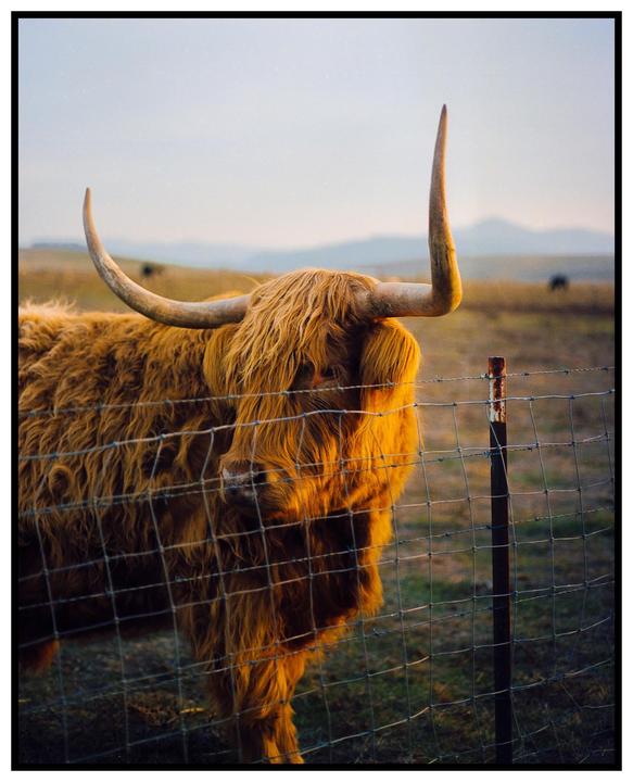 Out On The Farm 🌾 | Mamiya 645 | Portra 400