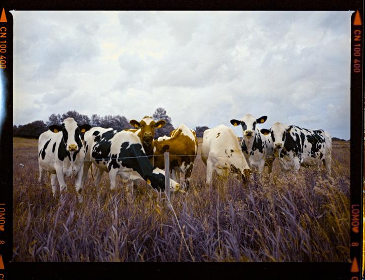A herd of cows stands in a field of tall grass under a cloudy sky.
