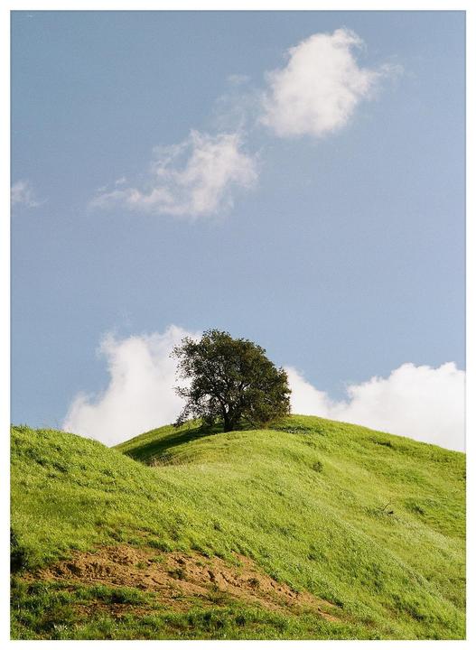 Chino Hills State Park, CA [Pentax 645 / Portra 400 @200]