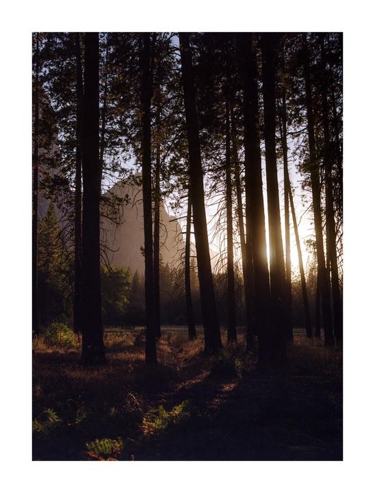 The sun shines through a forest of tall trees, illuminating the undergrowth.