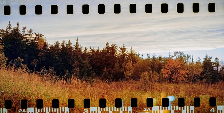 A field of tall, dry grass sits before a dense forest with some trees showing autumn foliage under a cloudy sky.