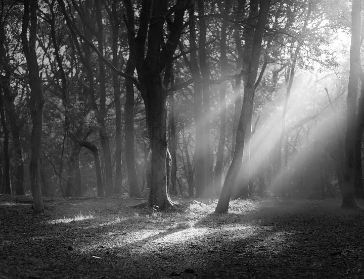 Sunlight streams through the trees in a forest, creating bright rays of light.