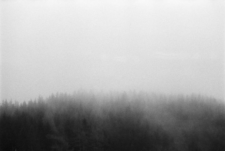 A dense forest is shrouded in thick fog, with only the tops of the trees visible through the mist.