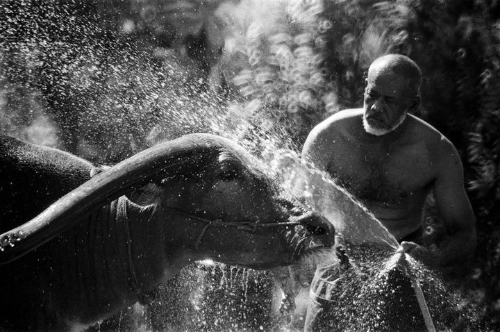 A man washes a water buffalo with a hose, creating a spray of water.
