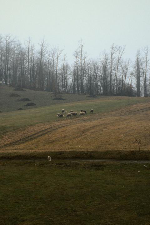 Sheep - Kodak Gold 200 - Minolta A mount lenses.