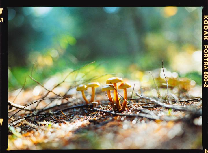A cluster of small, yellow-orange mushrooms grows among twigs and pine needles on the forest floor.