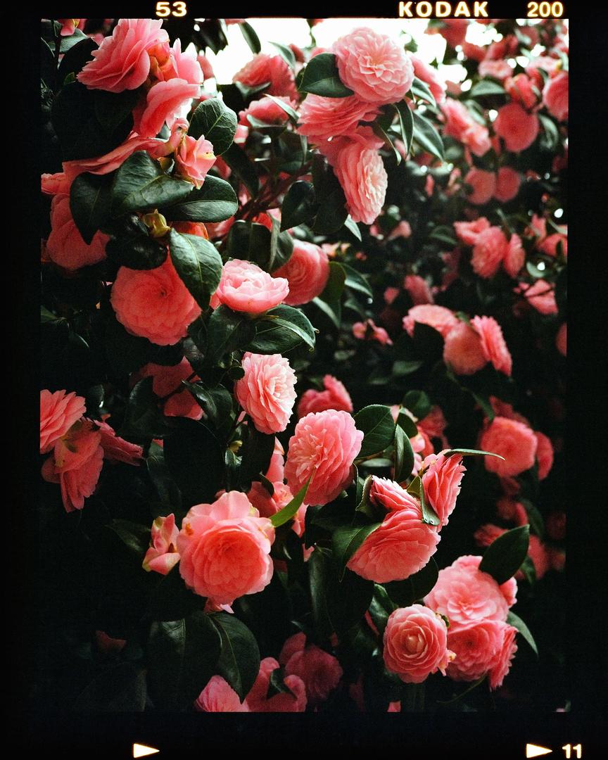 Some flower for you (and me) - Fuji GA645, Kodak Gold 200 + Portra 160., shot on fujifilm ga645 with kodak gold 200