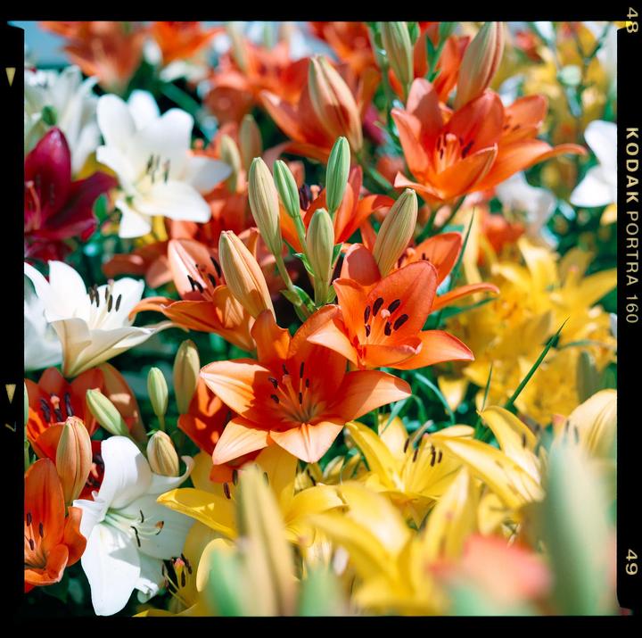 Flowers on medium format <3 [Zenza Bronica SQ-A | 80mm f/2.8 | Kodak Portra 160 | Polarizing filter] self-scanned