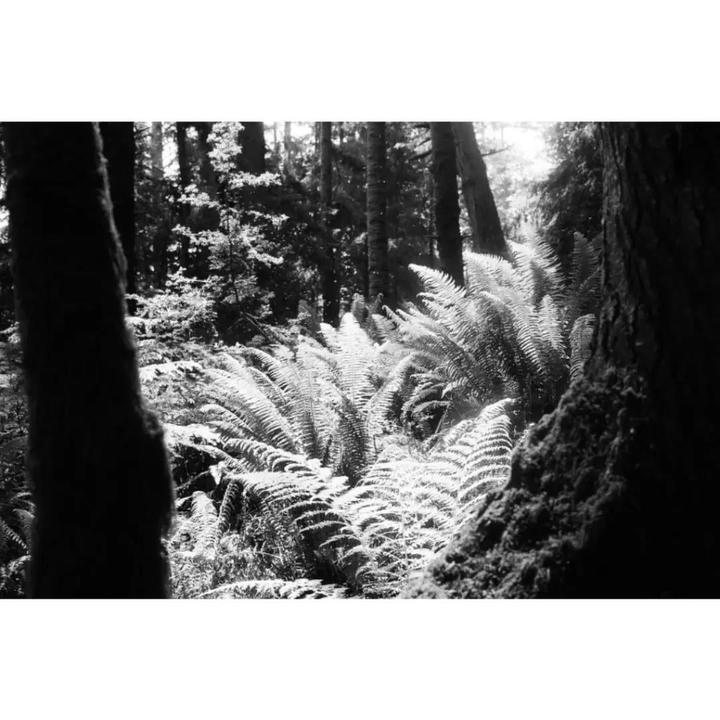 Sunlight illuminates ferns on the forest floor between two tree trunks.