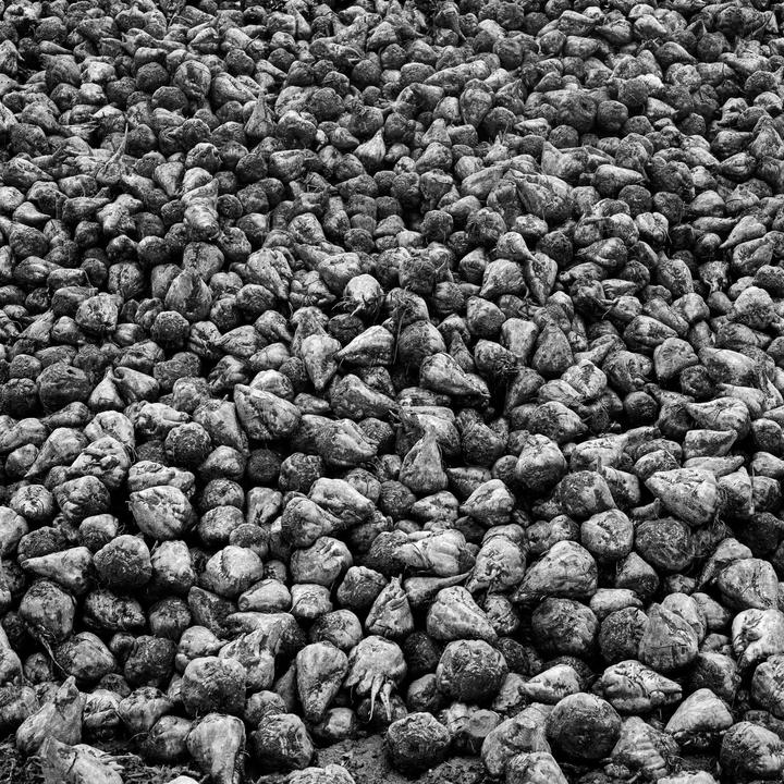 Beets (2016), Hasselblad 500C, 80mm, Ilford Pan F Plus