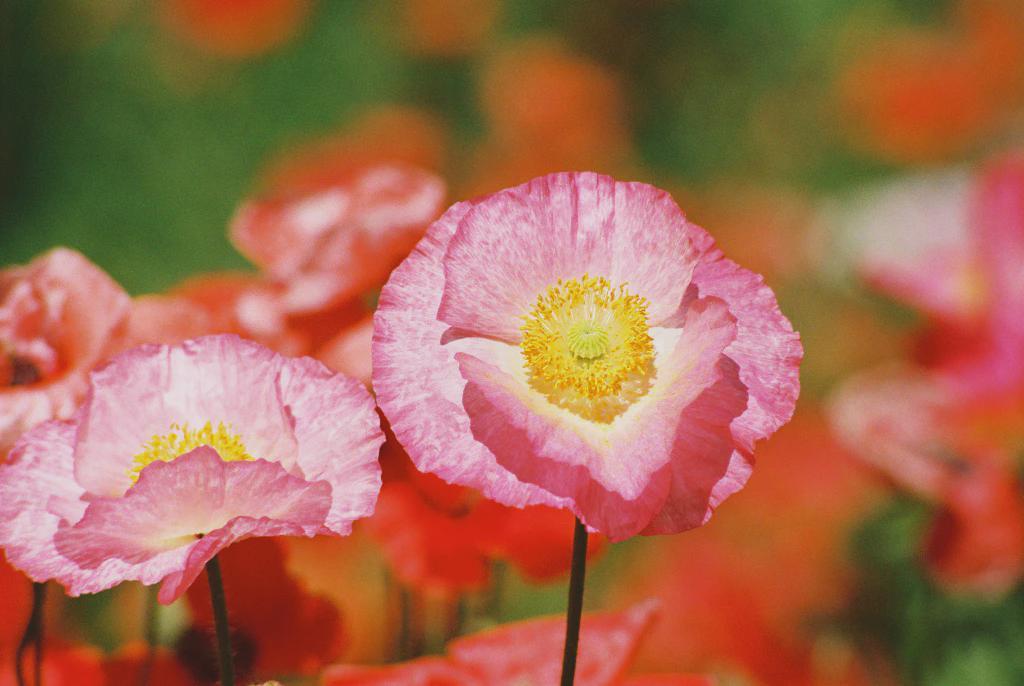 Iceland Poppy/Oly OM-4/Vivitar S1 70-210/Kodak Ultramax