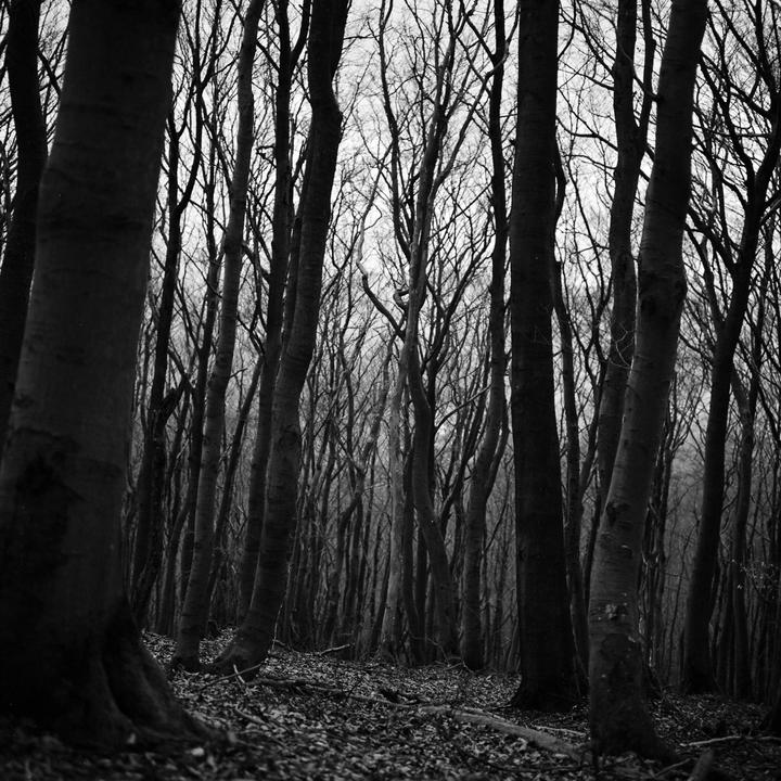 A dense forest of tall, bare trees with fallen leaves covering the ground is shown in black and white.