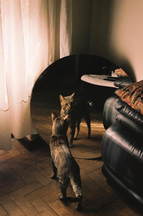 Cat Reflection on Kodak Gold 200