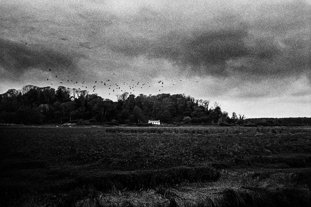 A flock of birds flies over a field with a small house and trees under a cloudy sky.