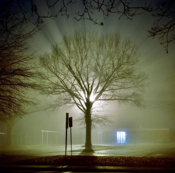 A bare tree stands in a foggy landscape at night, with light rays emanating from behind its branches.