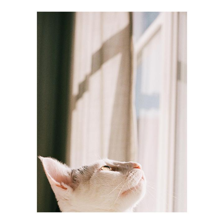 Bird watching. Nikon F2, Portra 400.