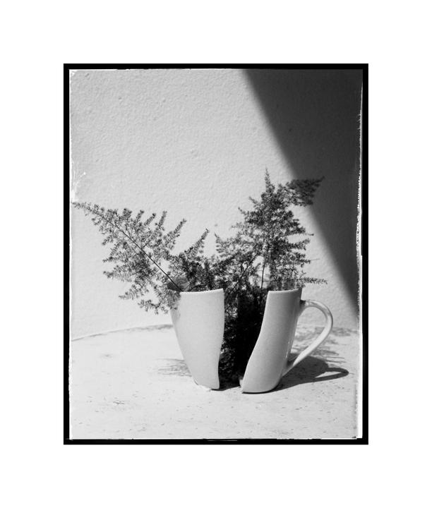 A broken mug with a plant growing out of it sits on a surface with a shadow cast across the background.