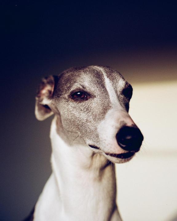 Oh My Dog, he's in focus - Zenza Bronica ETRS on Kodak Gold 200