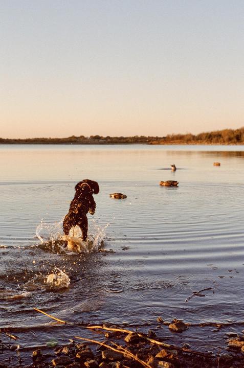 Morning on the Marsh, Nikon F3, Nikkor 50mm 1.4, Portra 800