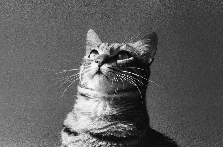Luca. Pentax me super, ilford delta3200 (forgot what lens used)