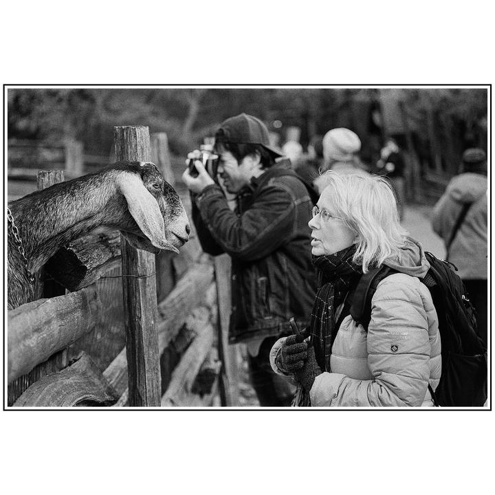 Animals etc etc - Ektar, HP5, Portra 400, Tri-X - Canon New F1, Nikon F4