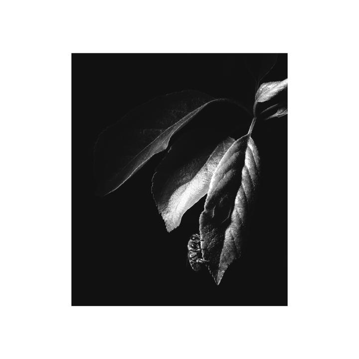 Heroldine the bee, foma 100 in xt-3 / x-tol, nikon fg20, sigma 70-300 macro