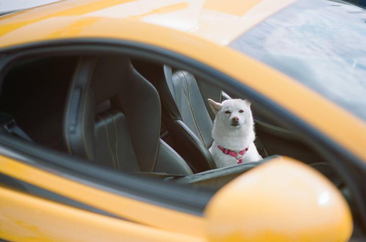 A white dog wearing a pink harness sits in the passenger seat of a yellow sports car.
