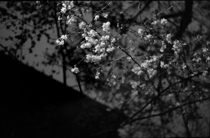 Cherry blossoms hang from a branch with a dark building and tree shadows in the background.