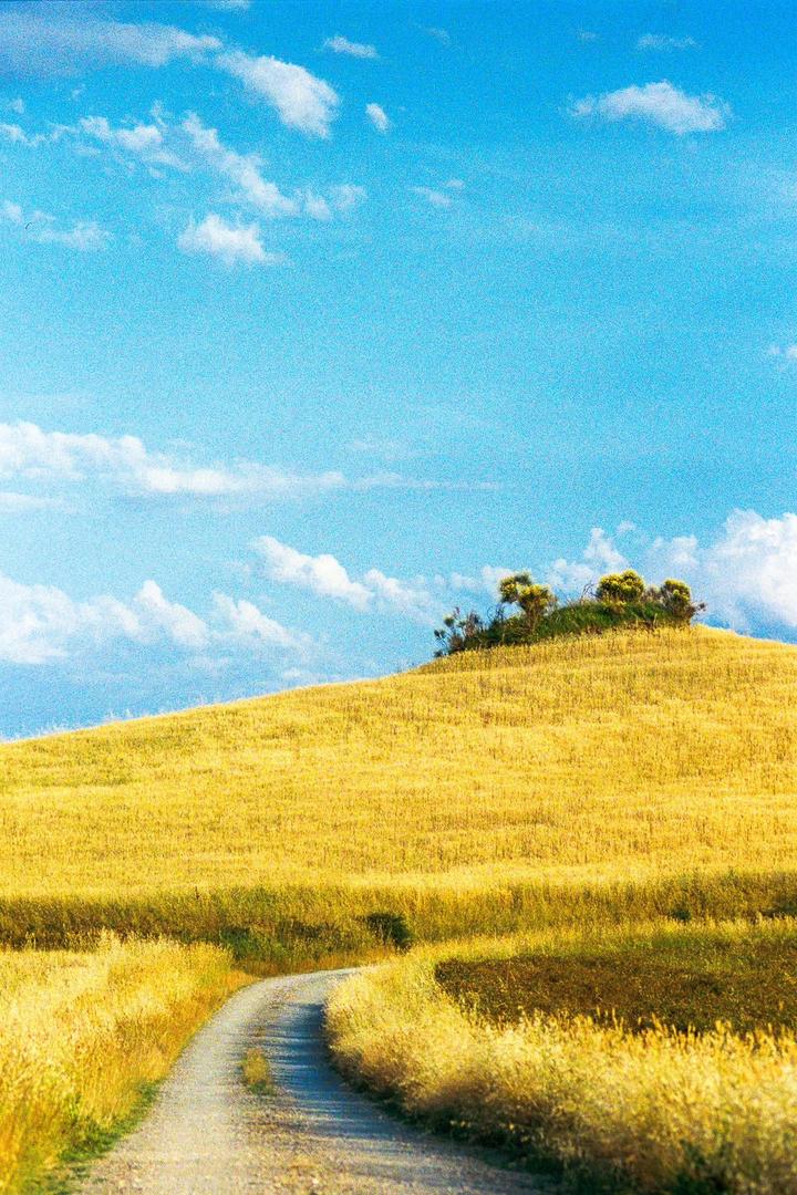 A winding dirt road leads through a golden field towards a small hill topped with green bushes under a bright blue sky with scattered clouds.