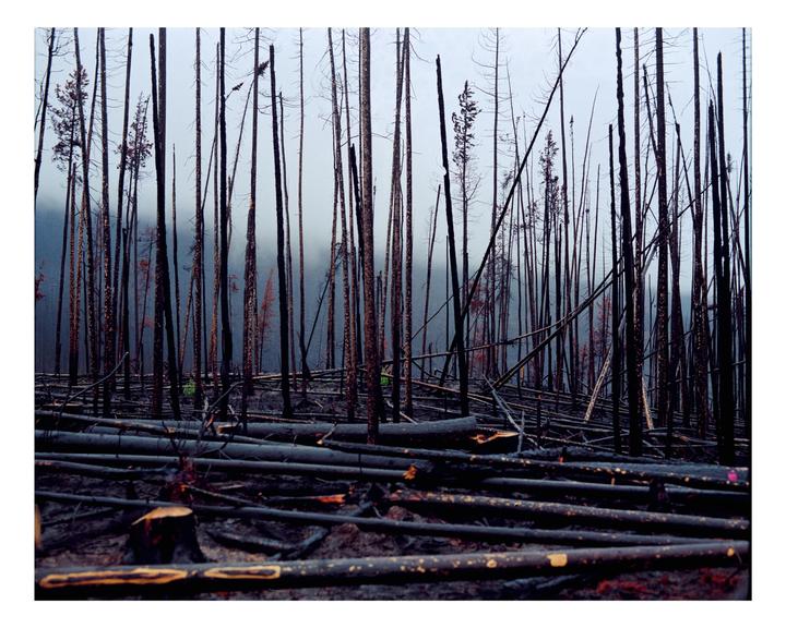 One year after the fire, Jasper NP / Mamiya RB67