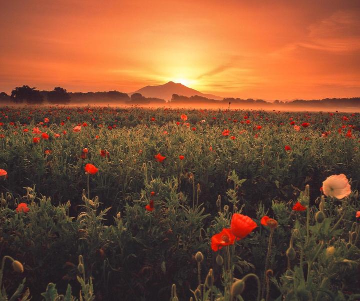 Kokai river poppy field with Mt.Tsukuba | Mamiya RB67 | Mamiya Sekor 50mm F/4.5 | Fuji Provia 100F