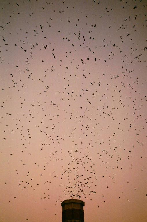 For the birds.. [FM3a, 105mm, 250D]