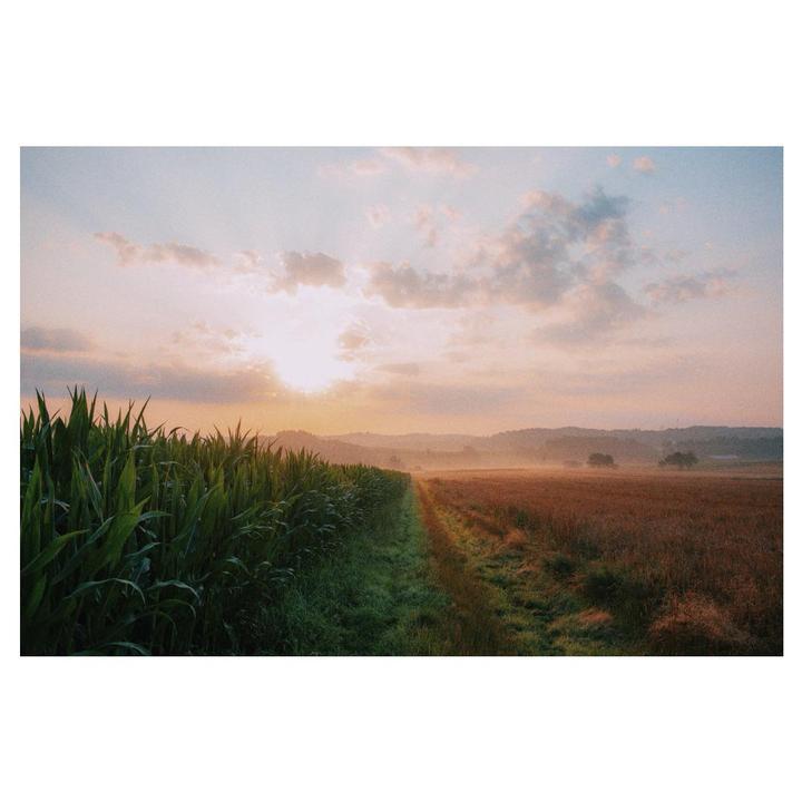 summer mornings| Leica M6 | Portra 400