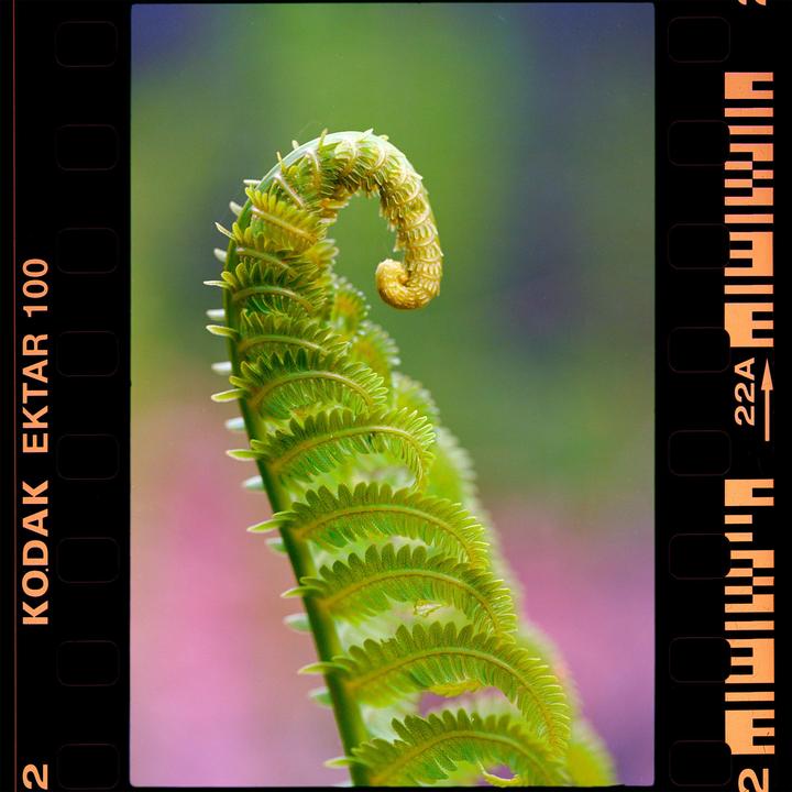 The Fiddlehead [Canon EOS 1V, Kodak Ektar 100]