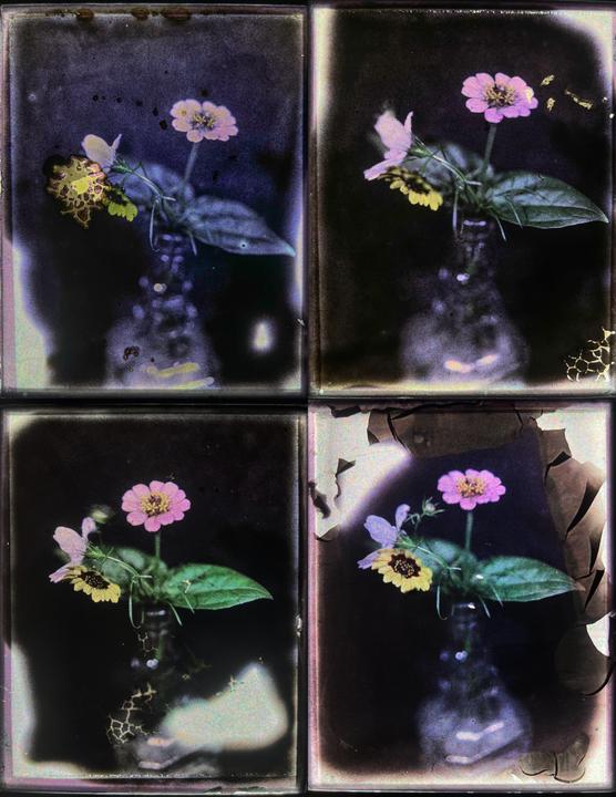Wildflowers [4 4x5 Autochromes]