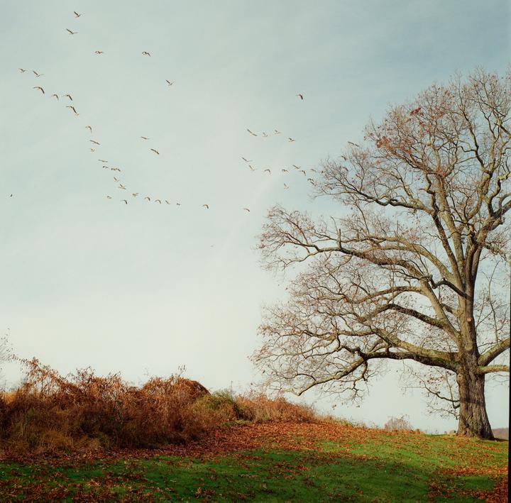 A large, bare tree stands on a grassy hill covered with fallen leaves, as a flock of birds flies across the sky.