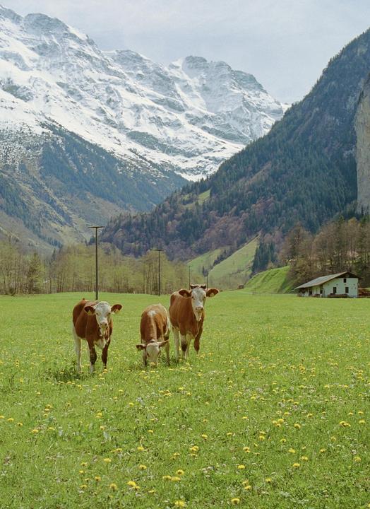 Three cows graze in a field of dandelions with snow-capped mountains and a house in the background.