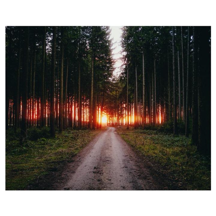 Burning Trees | Leica M6 | Portra 400