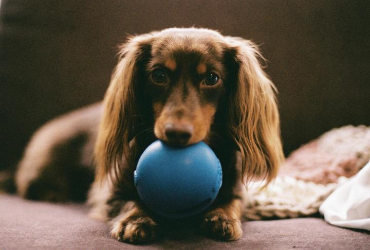 Olive and her ball [Nikon FE, 50 F1.4, Gold 200]