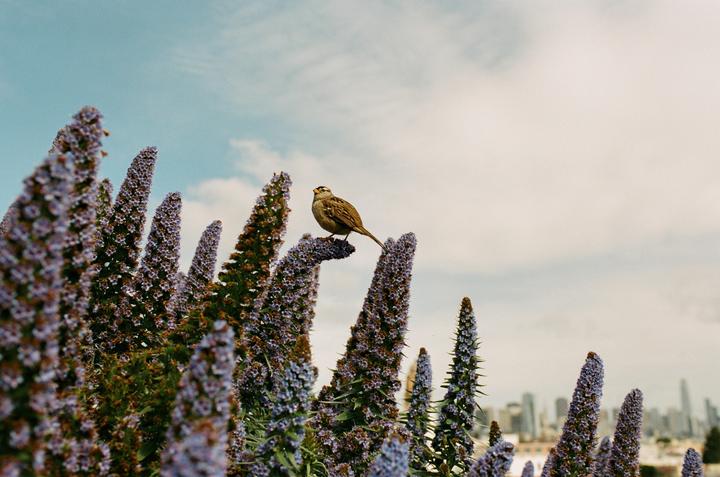 Bird - San Francisco - Nikon F100 - Portra 400