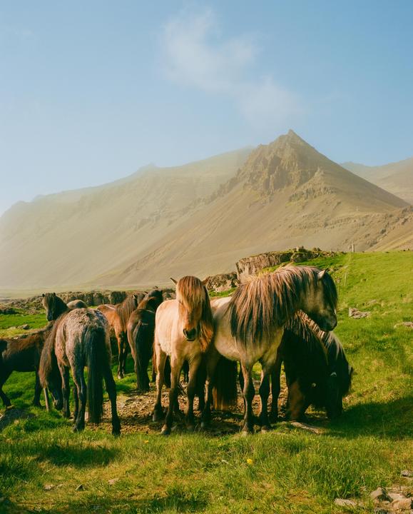 Icelandic Horses [Mamiya 7, 80mm f4, Portra 400]